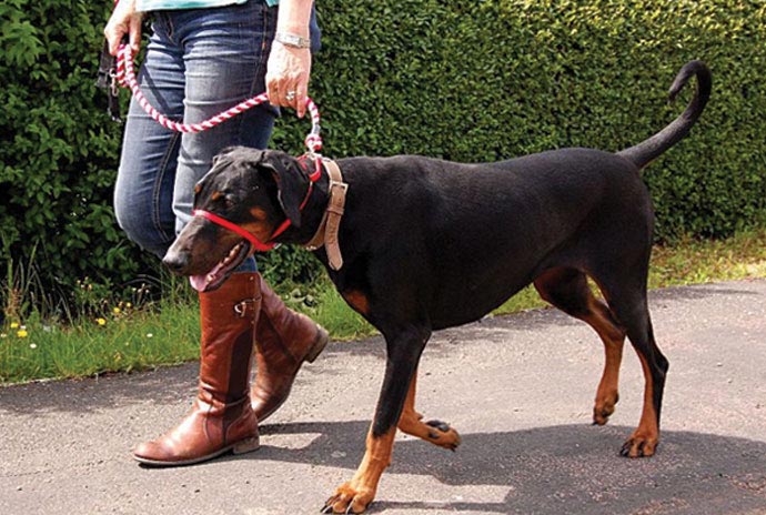 K9 Bridle | Pets and Animals Directory Portal