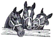 Old Barn Stables