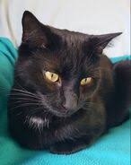 Beacott Cattery