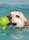 Bearhugs Canine Hydrotherapy