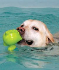 Bearhugs Canine Hydrotherapy