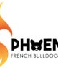 Phoenix French Bulldog Rescue