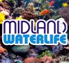 Midland Waterlife