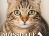 Mossdale Cat Boarding Kennels