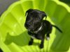 Destitute Animal Shelter