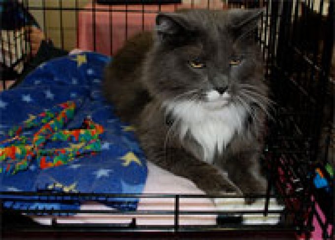 HURLEVENT BOARDING CATTERY