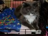 HURLEVENT BOARDING CATTERY