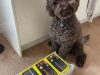 ProDog Raw Ltd