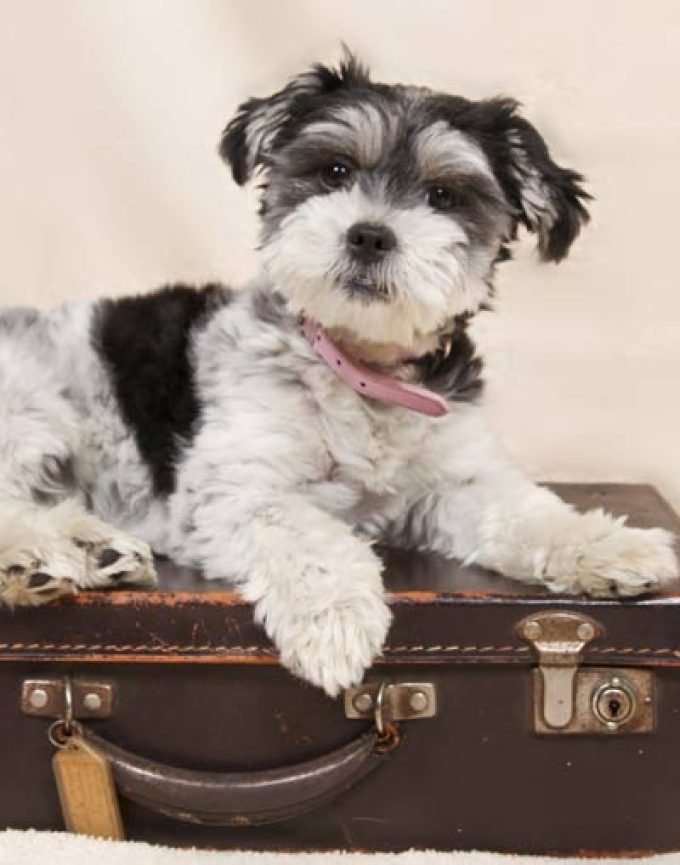 Skymaster Air Cargo Ltd