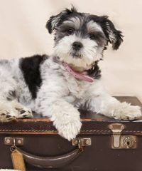 Skymaster Air Cargo Ltd