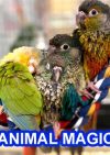 ANIMAL MAGIC