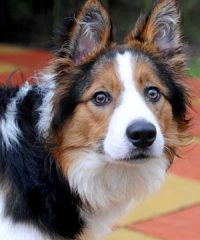 Carr House Rescue Centre