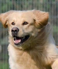 Manston Boarding Kennels & Cattery