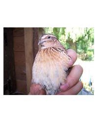 Blue Bridge Engineering Ltd