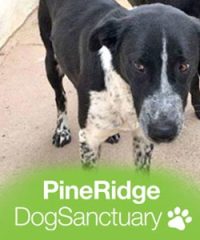 Pine Ridge Dog Sanctuary