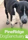 Pine Ridge Dog Sanctuary