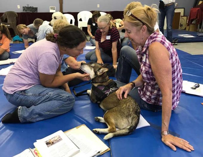 Tall Grass Animal Acupressure