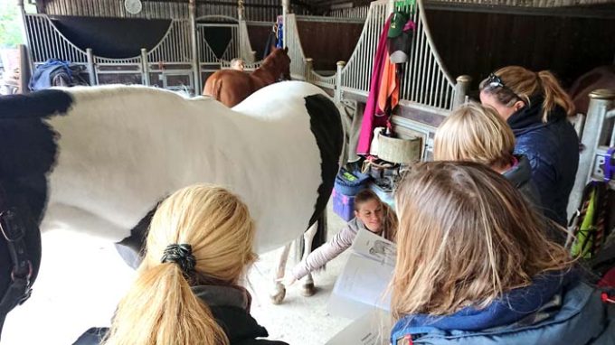 Tall Grass Animal Acupressure