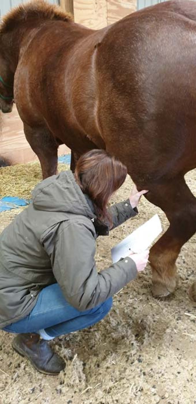 Tall Grass Animal Acupressure