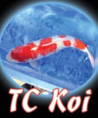 Tc Koi