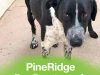 Pine Ridge Dog Sanctuary