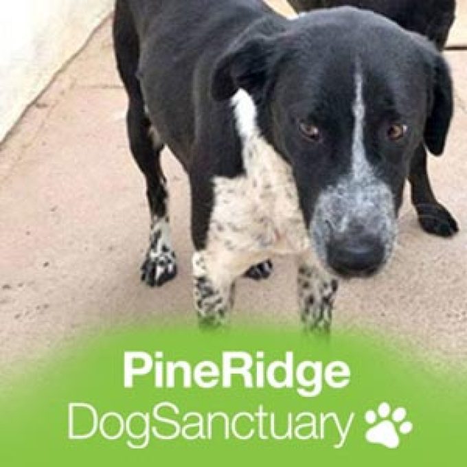 Pine Ridge Dog Sanctuary