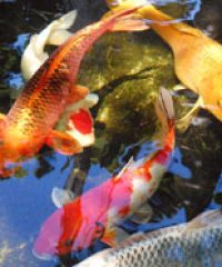 Gee-Grp Fibreglassing.co.uk