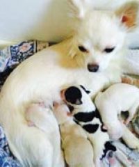 Canine Hilton Communication