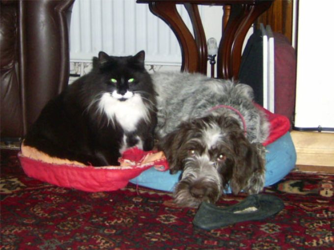 Maesteg Animal Welfare Society