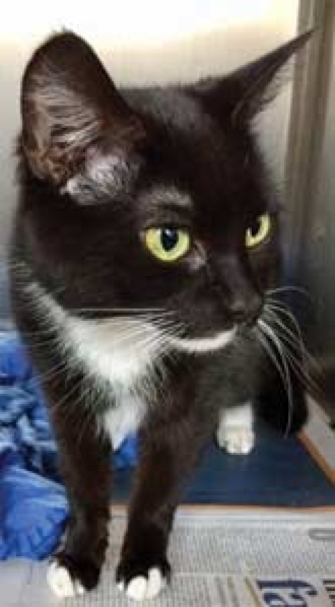 Animals In Distress Sanctuary