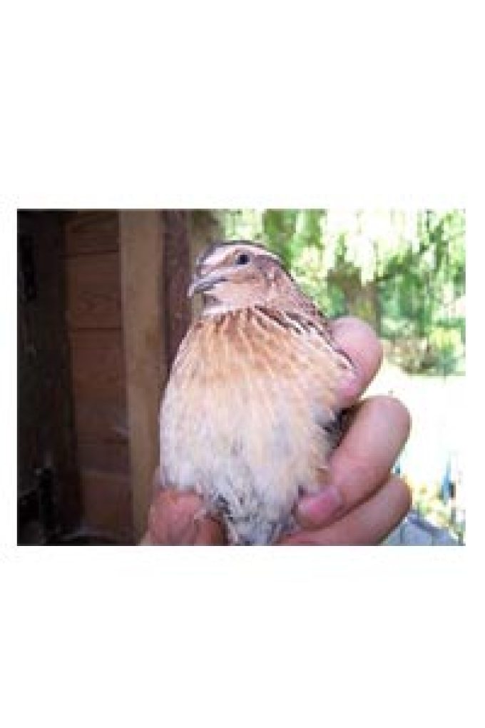 Blue Bridge Engineering Ltd