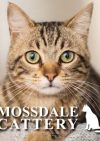Mossdale Cat Boarding Kennels