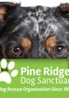 Pine Ridge Dog Sanctuary