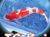 Tc Koi