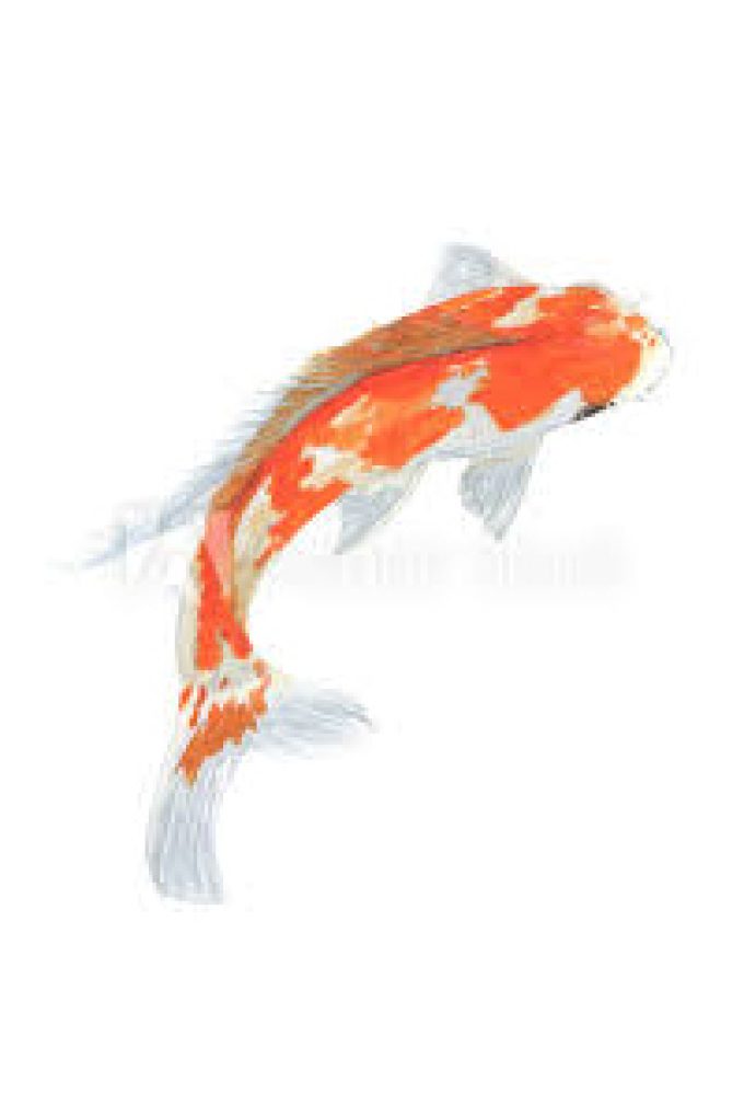 Sookholme Koi & Tropicals