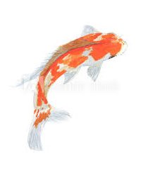 Sookholme Koi & Tropicals