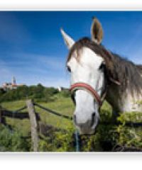 G.W. Lord (Gainsborough) – equine (horse) cremation