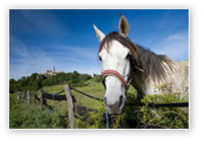 G.W. Lord (Gainsborough) – equine (horse) cremation
