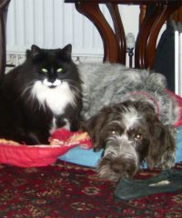 Maesteg Animal Welfare Society