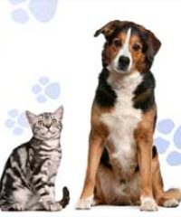 Caspian Kennels Cattery & Livery