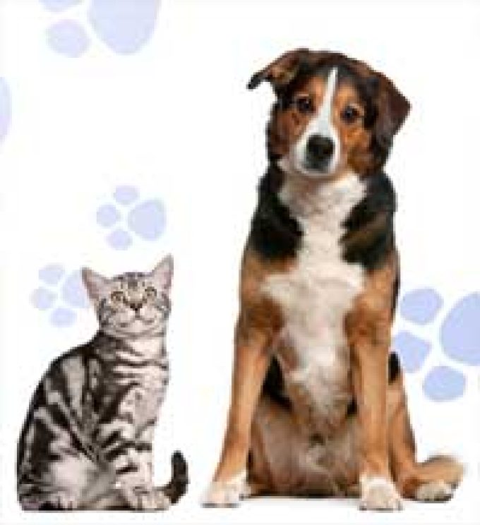 Caspian Kennels Cattery & Livery