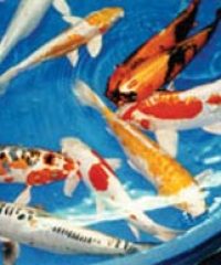 Thorley International Koi