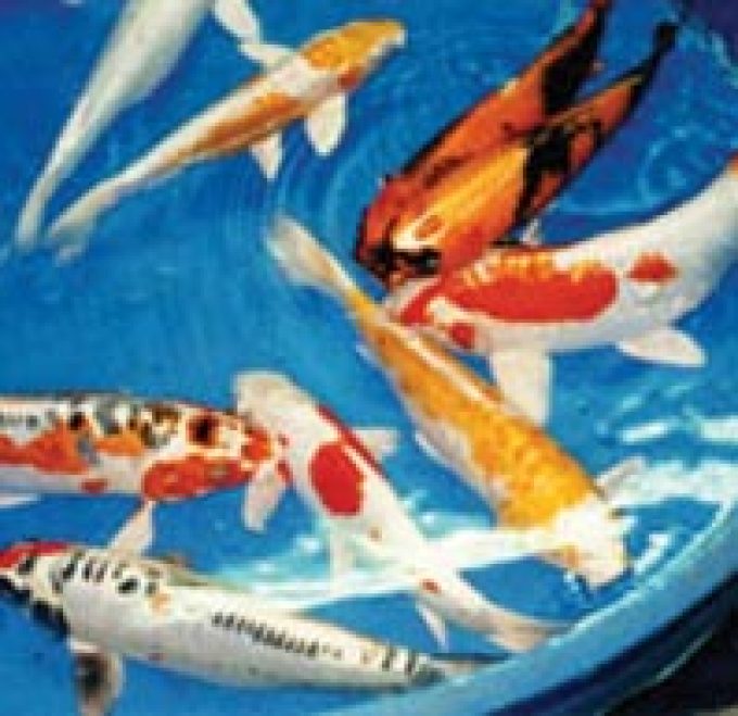 Thorley International Koi