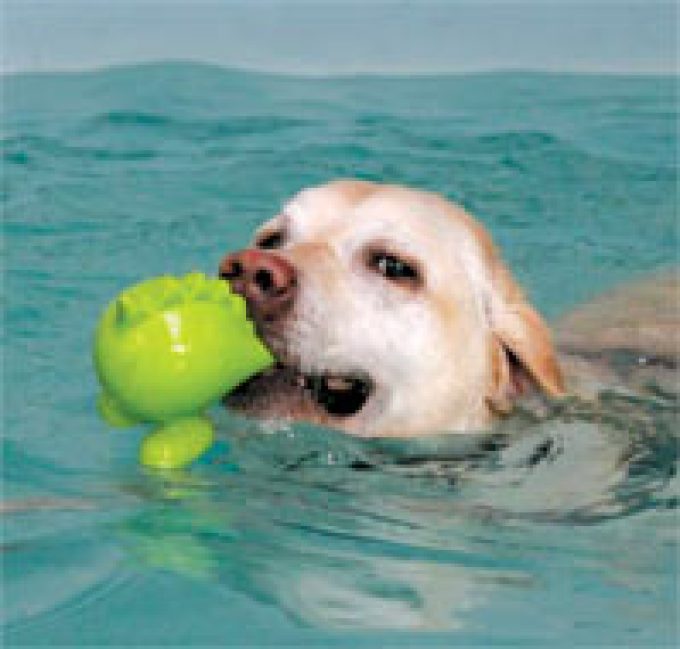 Bearhugs Canine Hydrotherapy