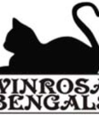 Winrosa Bengals