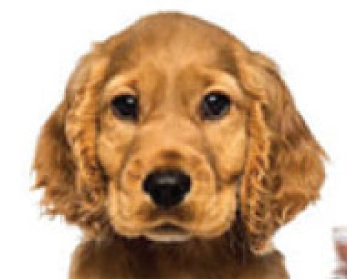 Gray’s & Hardy’s