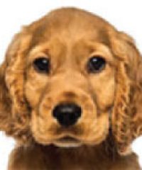 Gray’s & Hardy’s