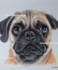 Jacqueline South Illustration & Design – Artist