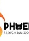 Phoenix French Bulldog Rescue