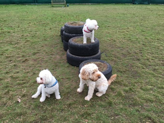 Ryslip Pet Care & Activity Centre